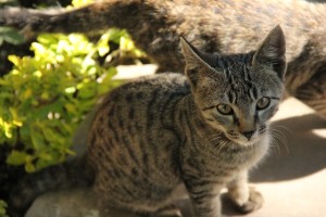 IMG_2629_S