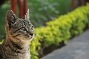 IMG_2634_S