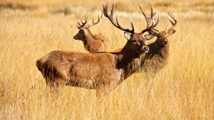Deer_Pose_Part_CMP_v004